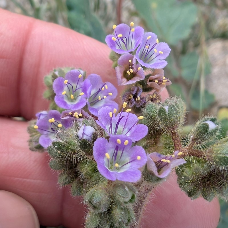 Phacelia minutiflora