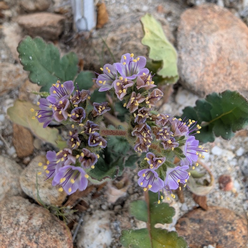 Phacelia minutiflora photo 2