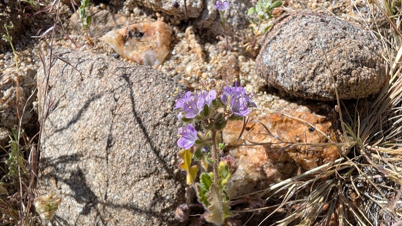 Phacelia minutiflora photo 3