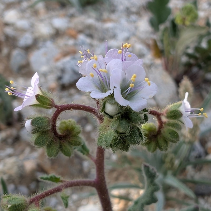 Phacelia minutiflora photo 4