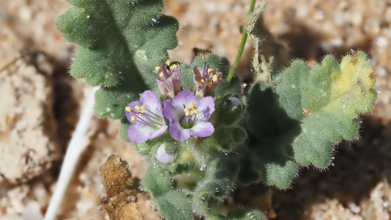 Phacelia minutiflora photo 5