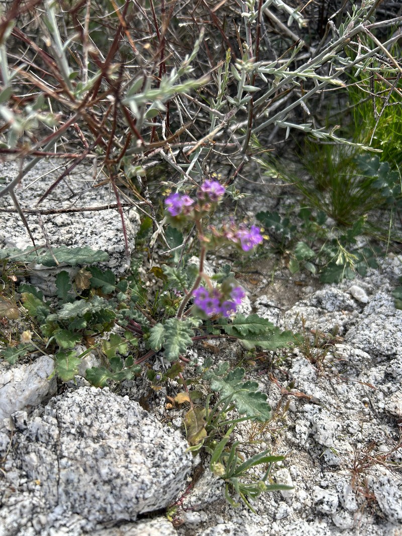 Phacelia minutiflora photo 6