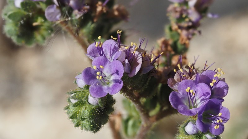 Phacelia minutiflora photo 7