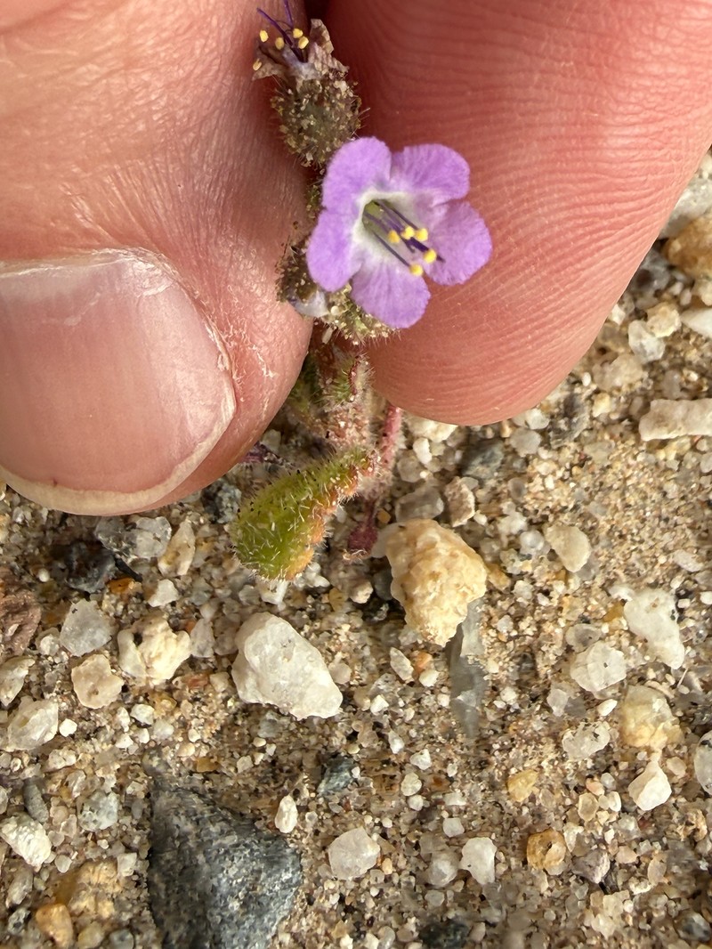 Phacelia minutiflora photo 8