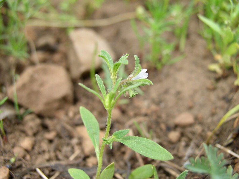 Small Phacelia