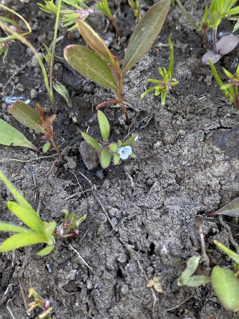Small Phacelia photo 2