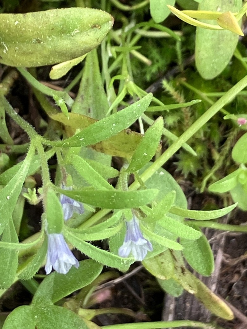 Small Phacelia photo 3