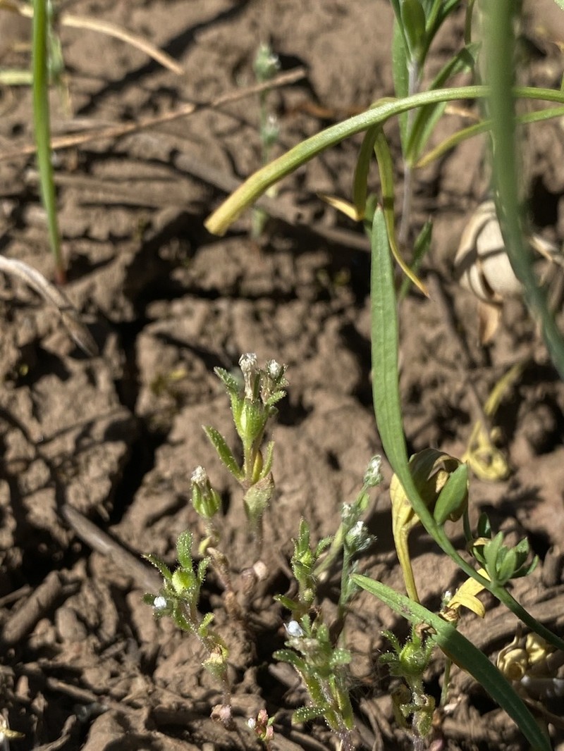 Small Phacelia photo 4