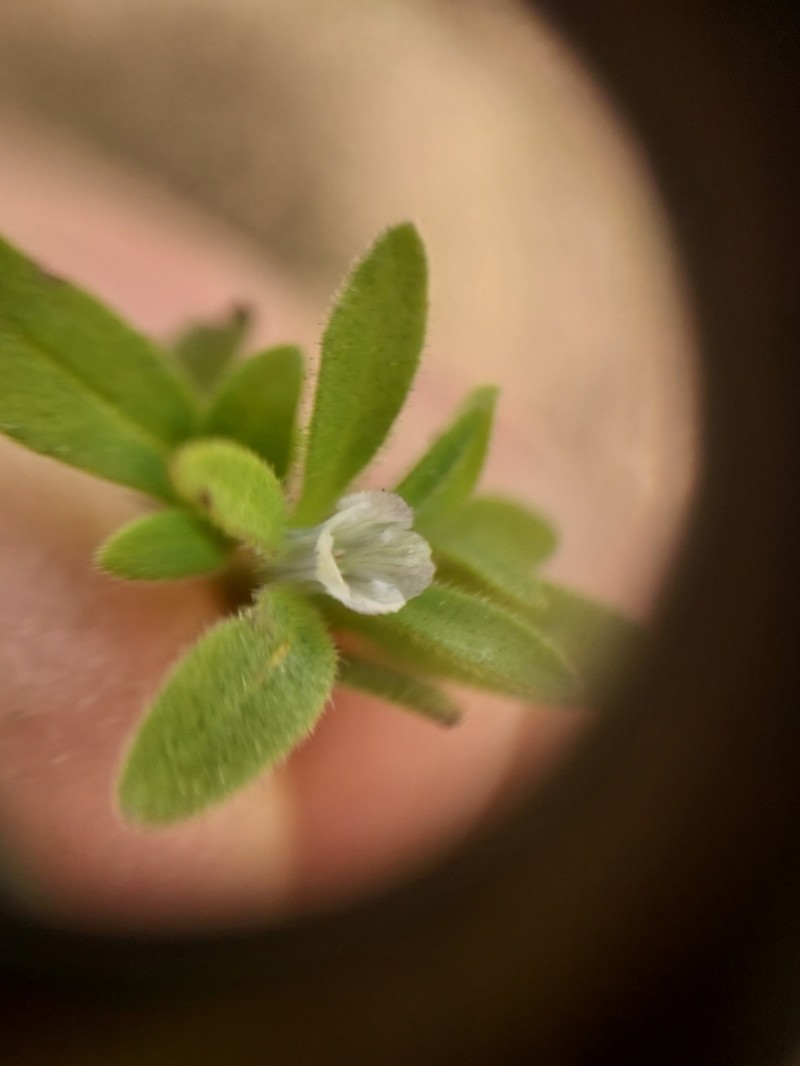 Small Phacelia photo 5