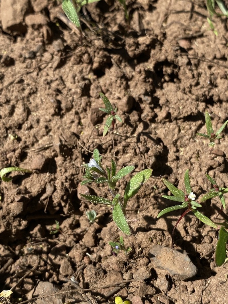 Small Phacelia photo 6