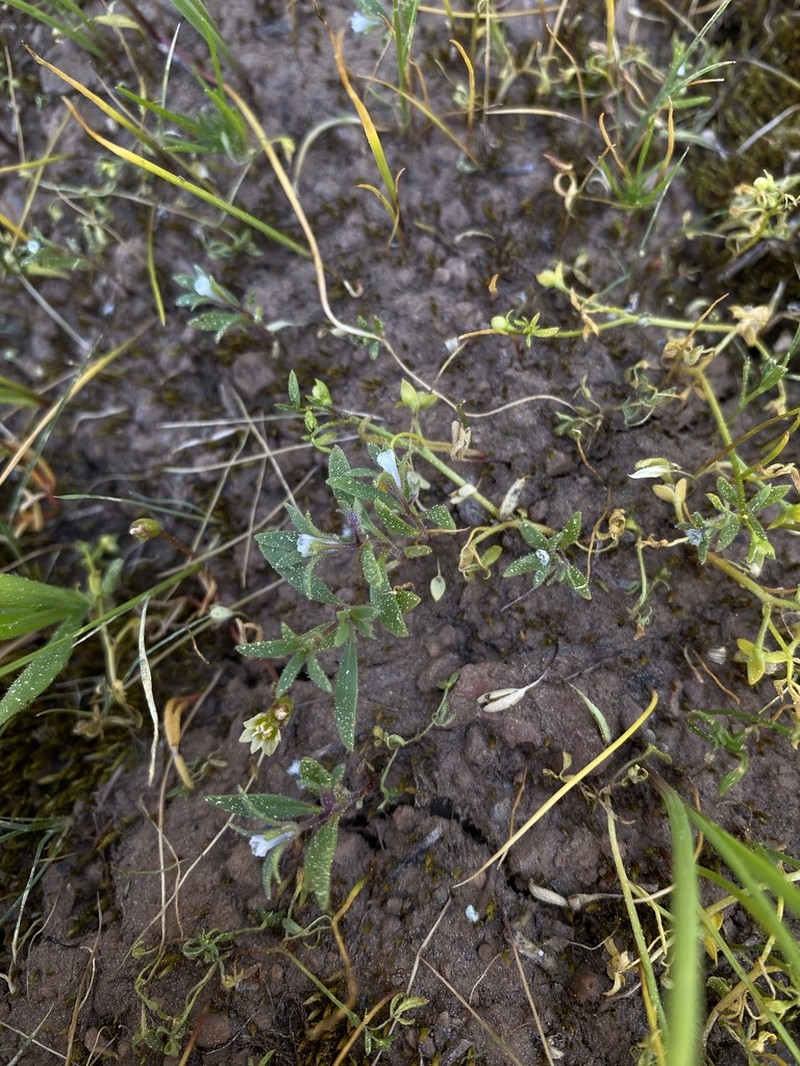 Small Phacelia photo 7