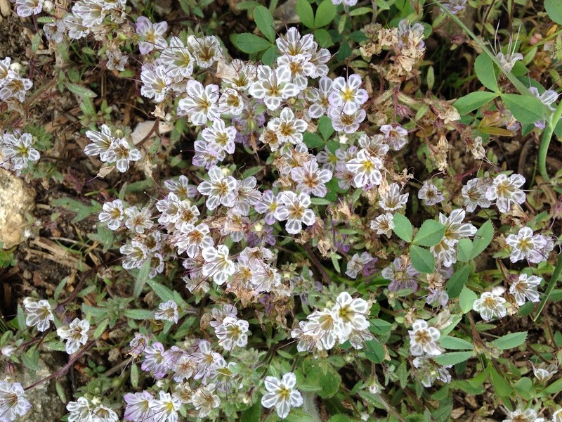 Mojave Phacelia