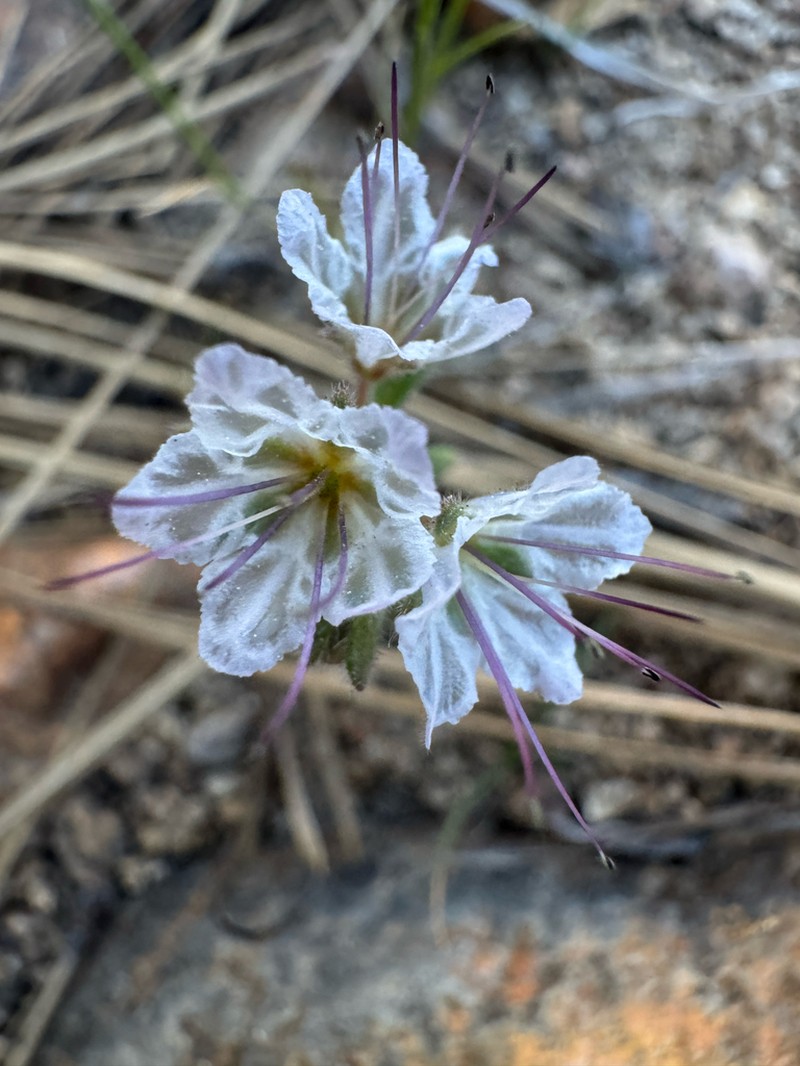 Mojave Phacelia photo 2