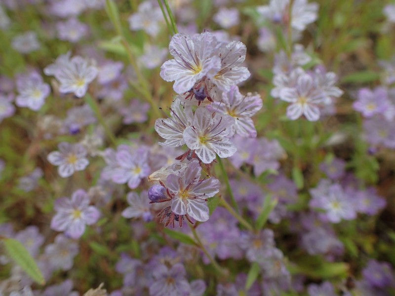 Mojave Phacelia photo 3