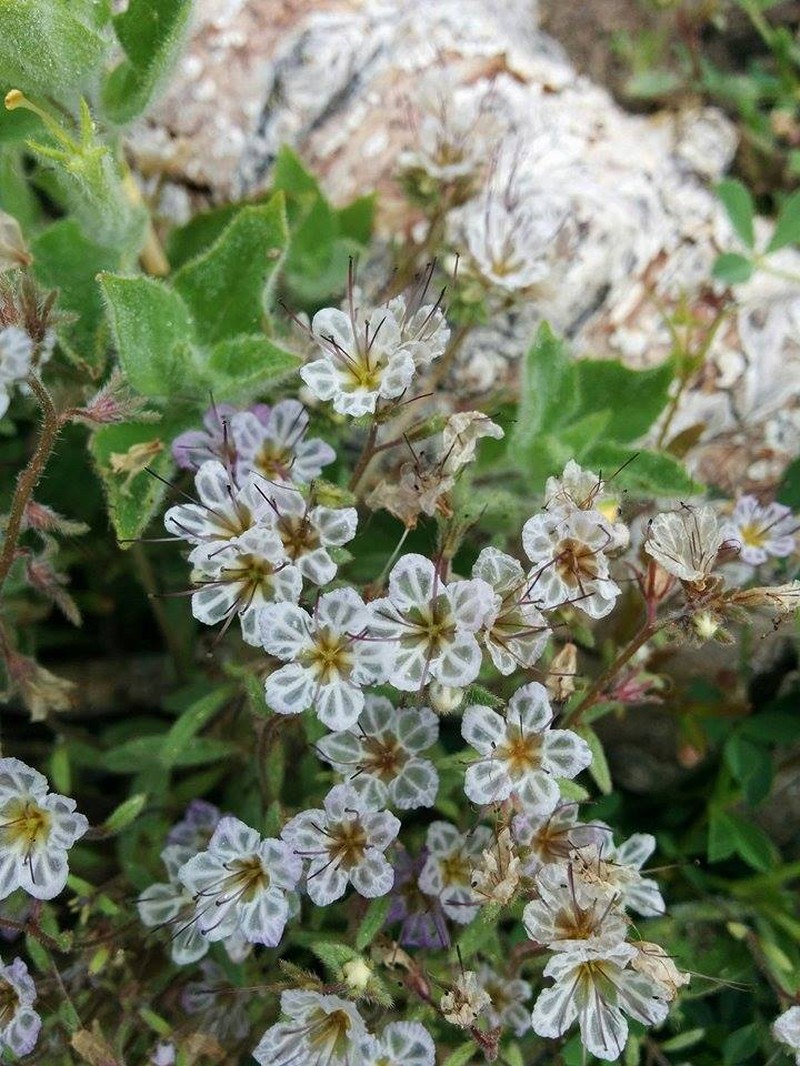 Mojave Phacelia photo 4