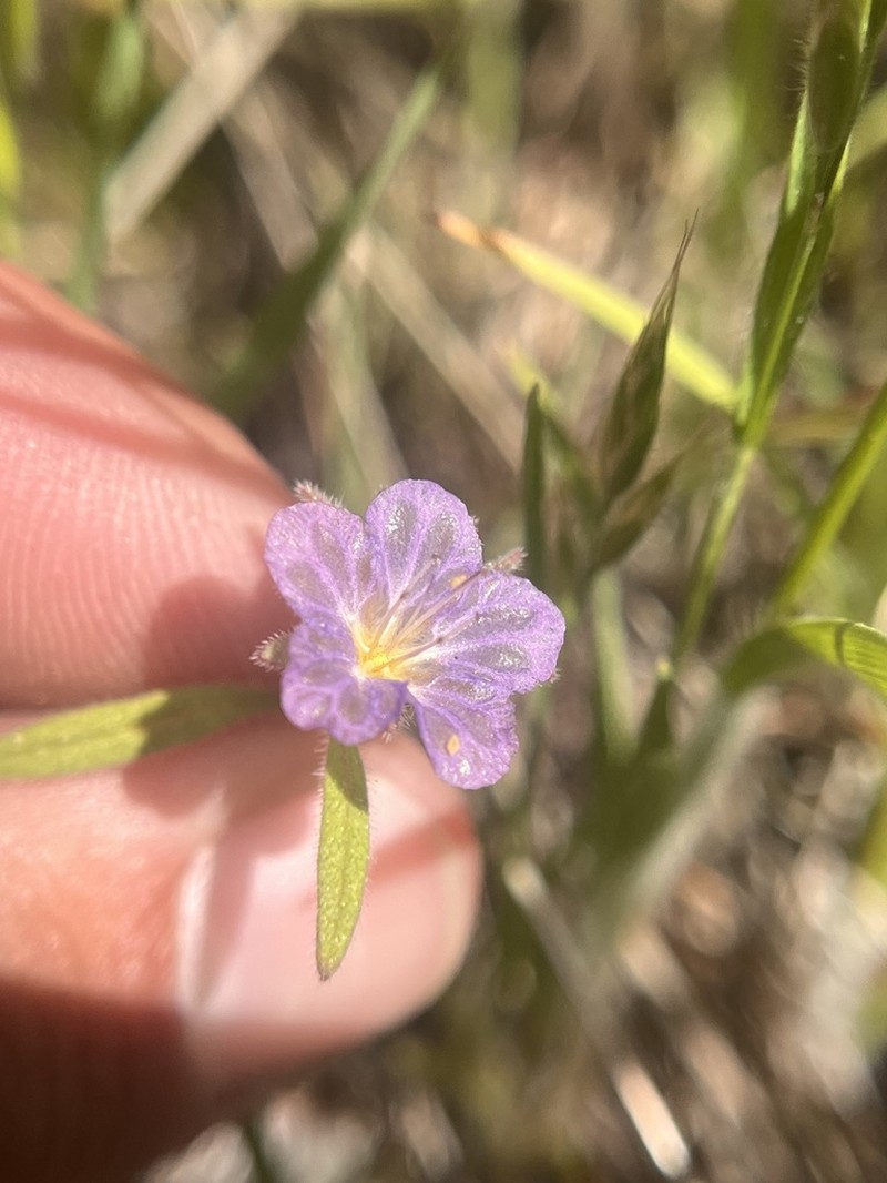 Mojave Phacelia photo 5