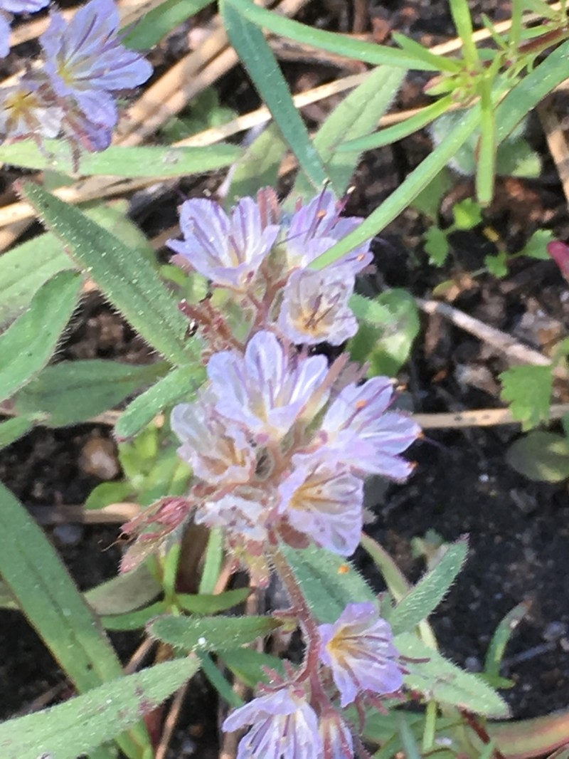 Mojave Phacelia photo 6