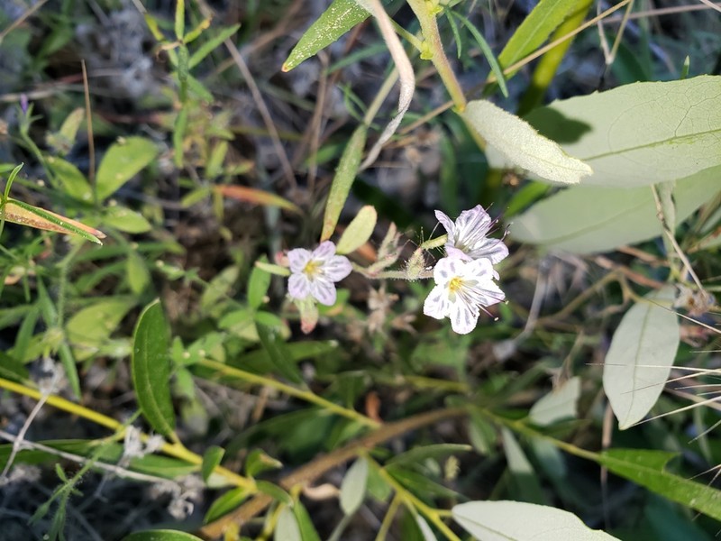 Mojave Phacelia photo 7