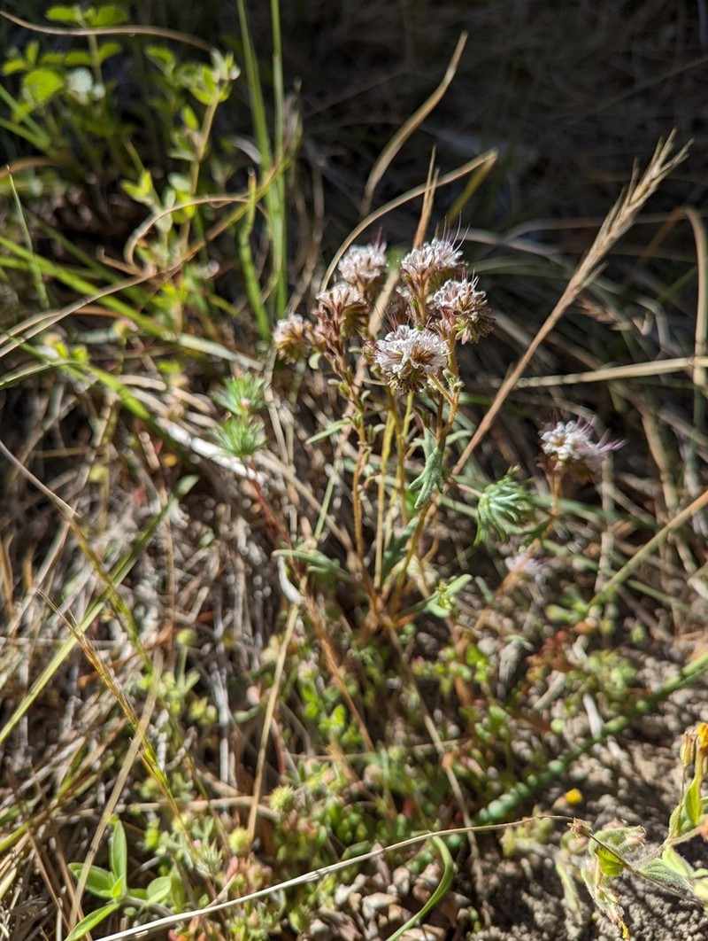 Mojave Phacelia photo 8
