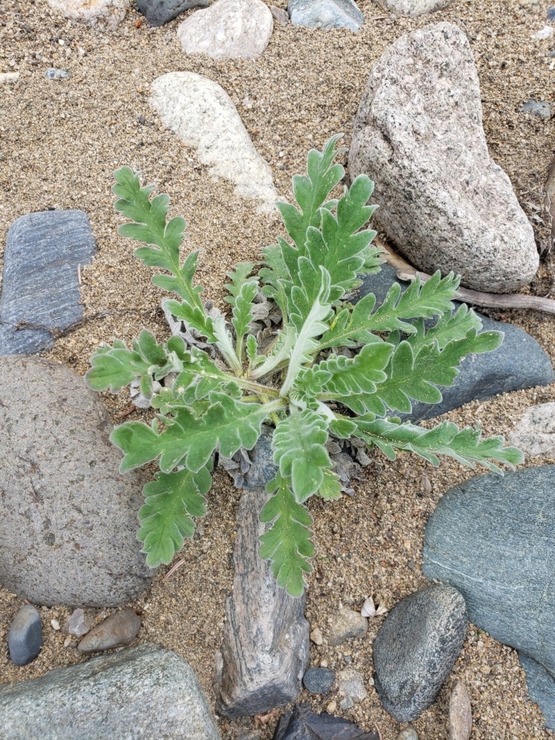 Soft Phacelia
