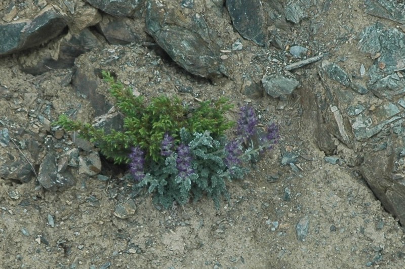 Soft Phacelia photo 2