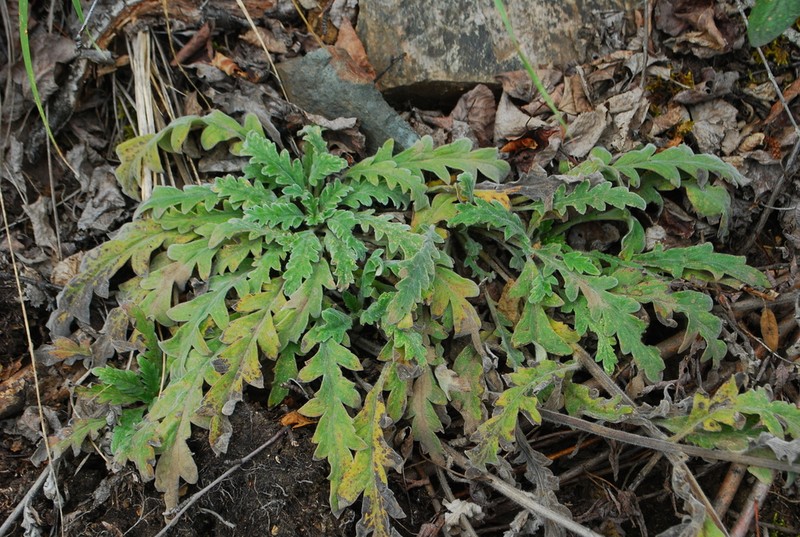 Soft Phacelia photo 3