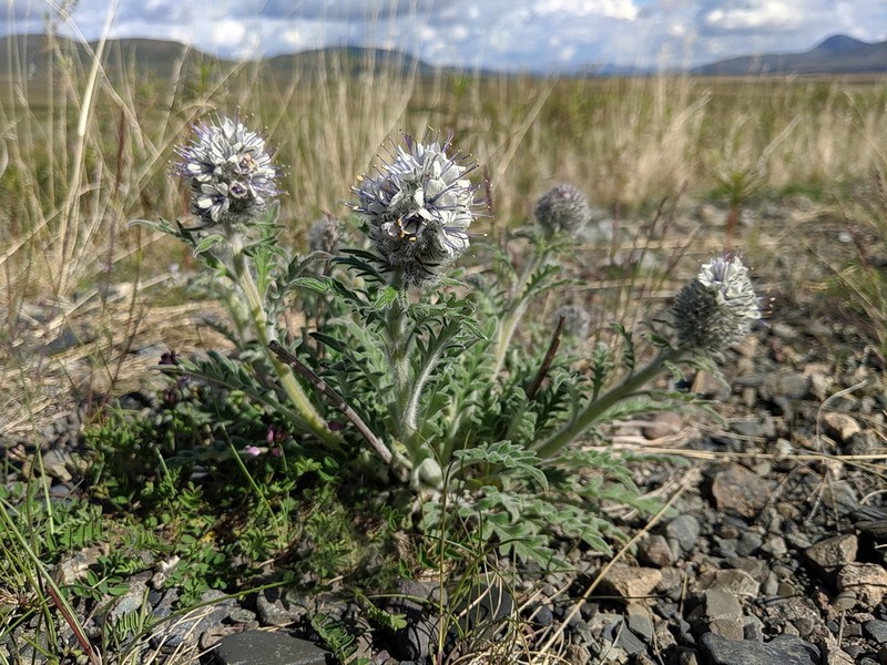 Soft Phacelia photo 4