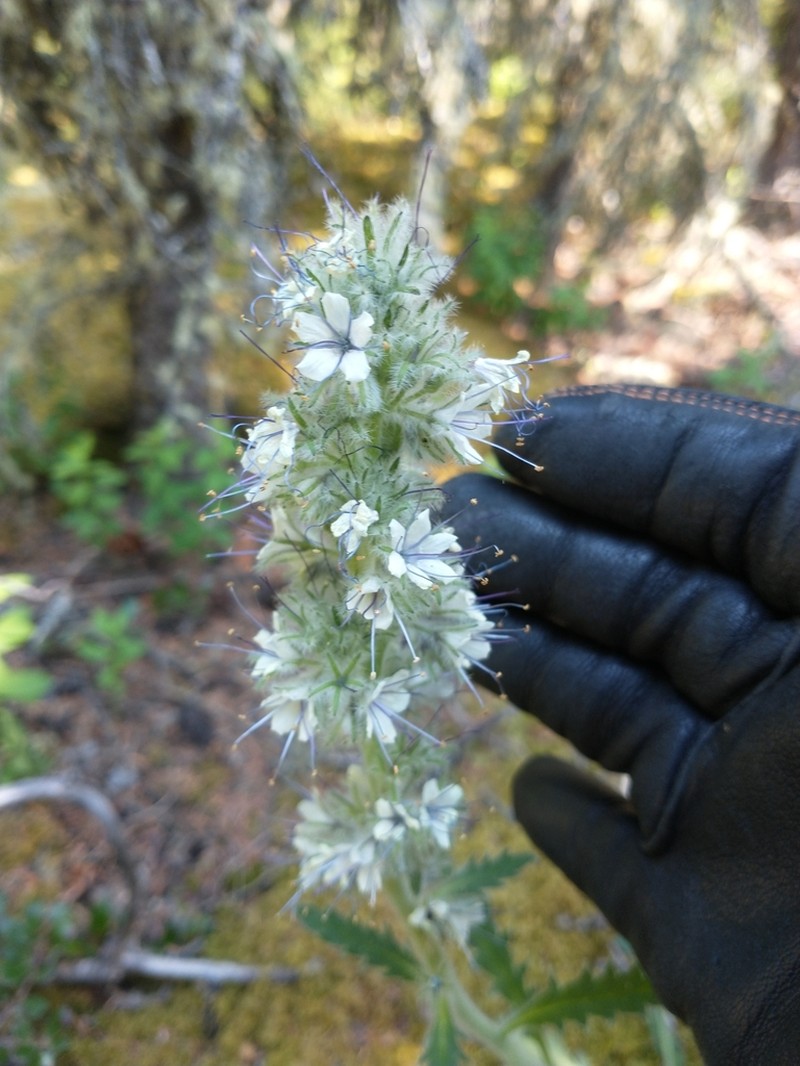 Soft Phacelia photo 5