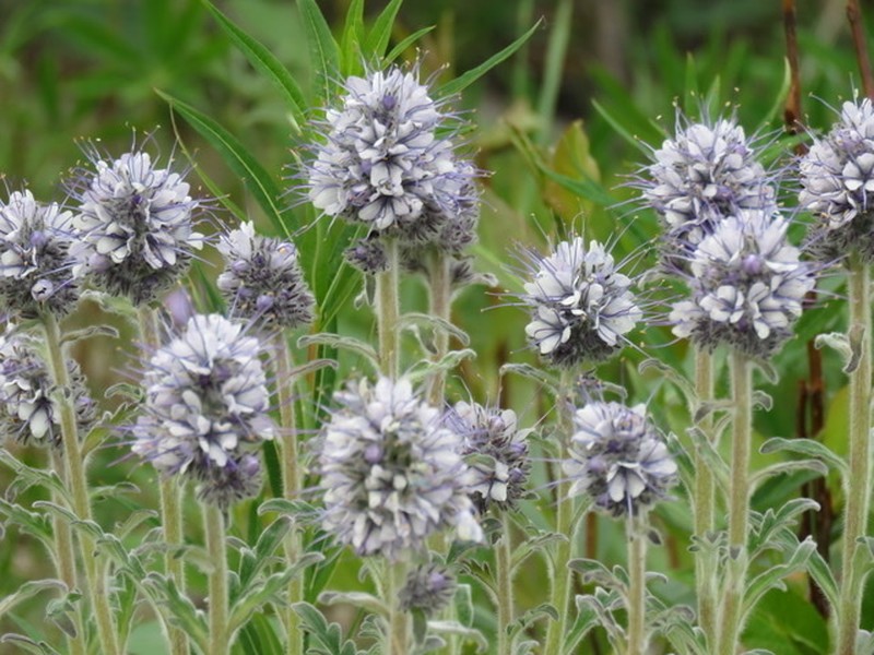 Soft Phacelia photo 6