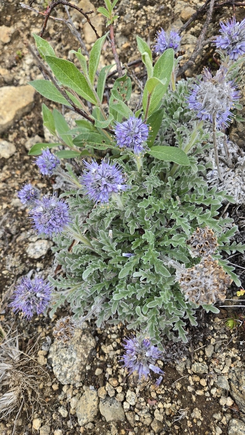 Soft Phacelia photo 7