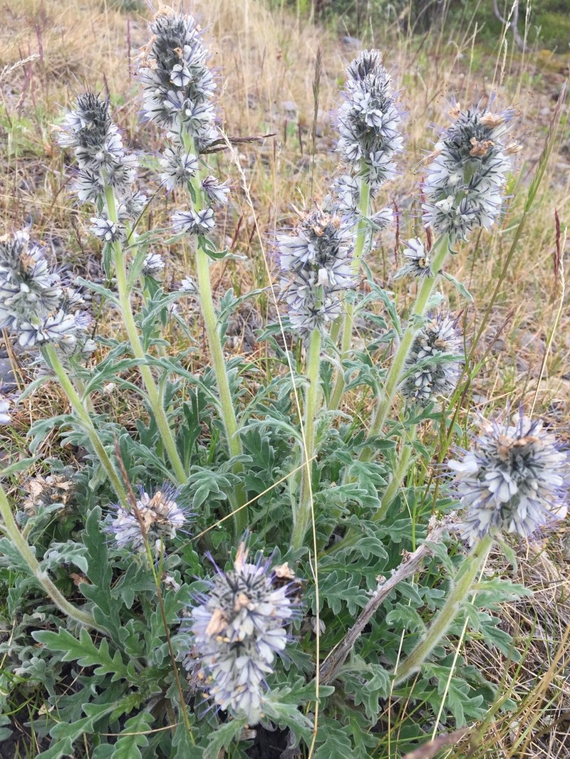 Soft Phacelia photo 8