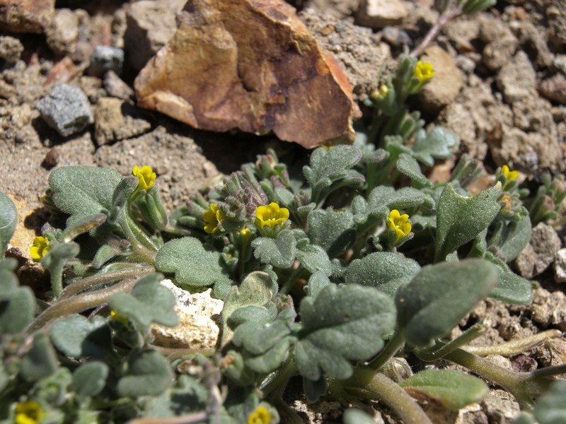 Mono Phacelia photo 2