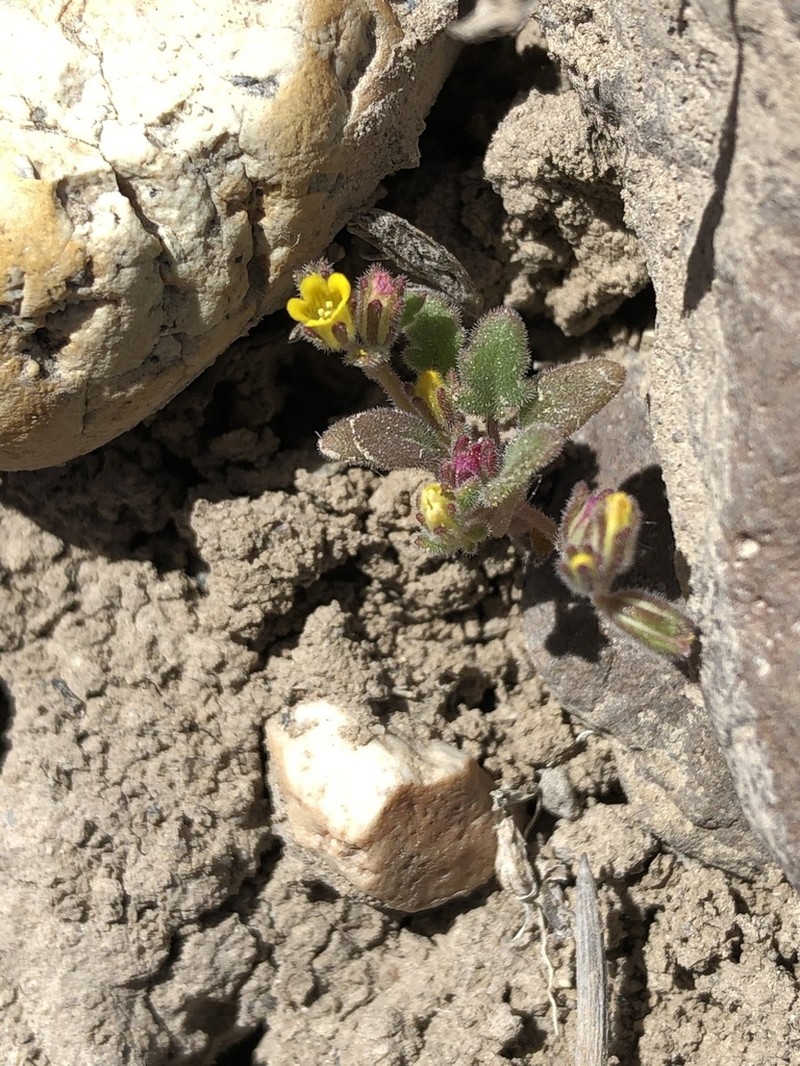 Mono Phacelia photo 3