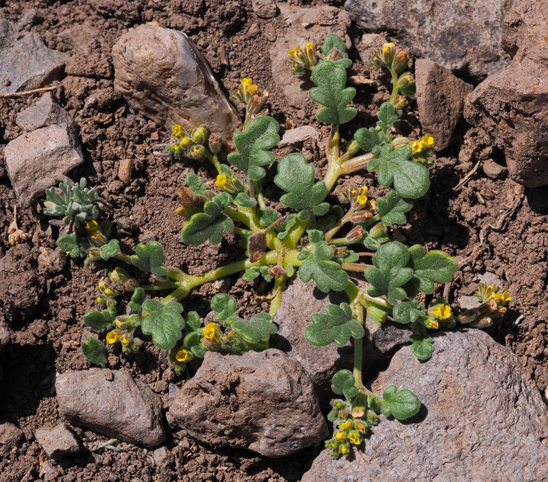 Mono Phacelia photo 4