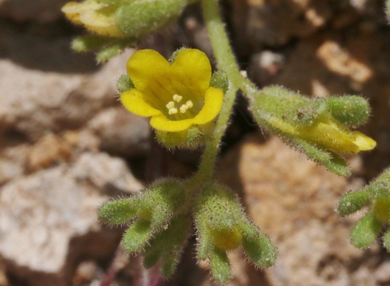 Mono Phacelia photo 5