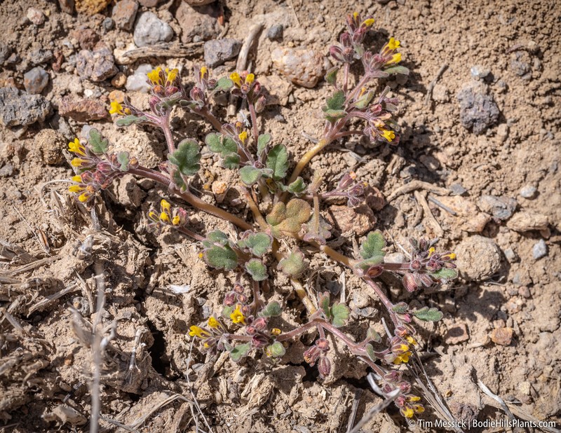 Mono Phacelia photo 6
