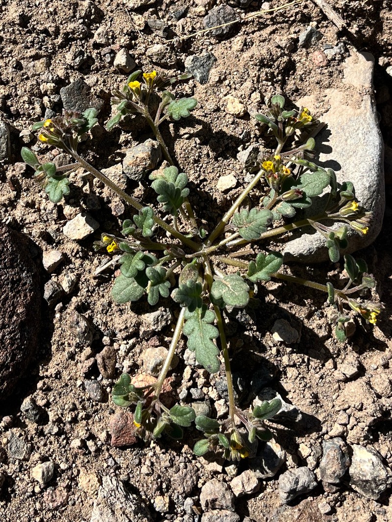 Mono Phacelia photo 7