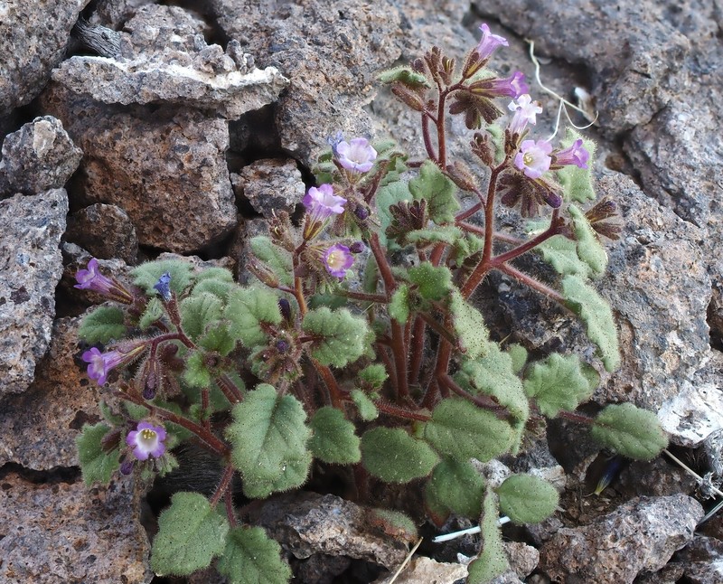 Weasel Phacelia