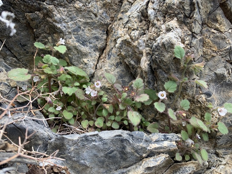 Weasel Phacelia