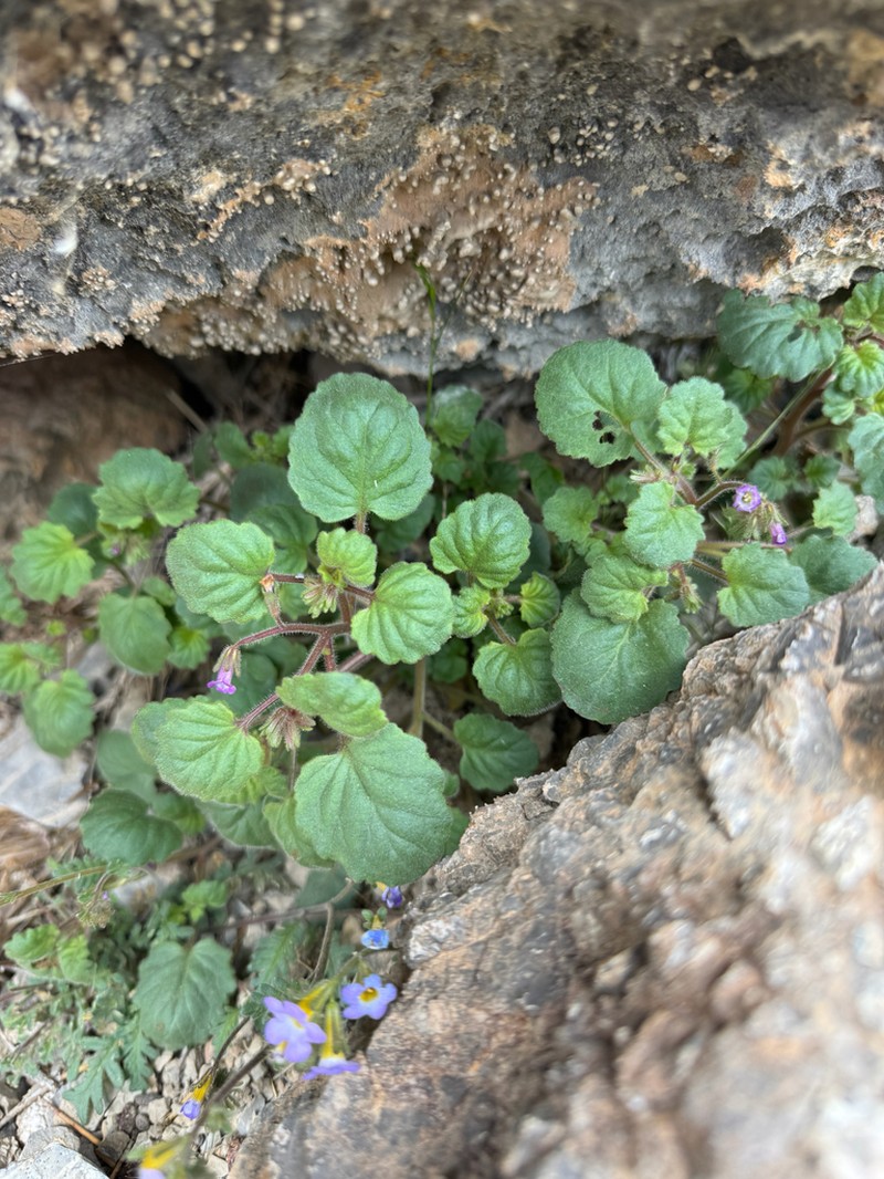 Weasel Phacelia photo 3