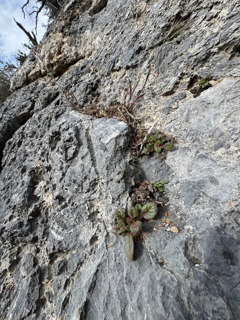 Weasel Phacelia photo 4