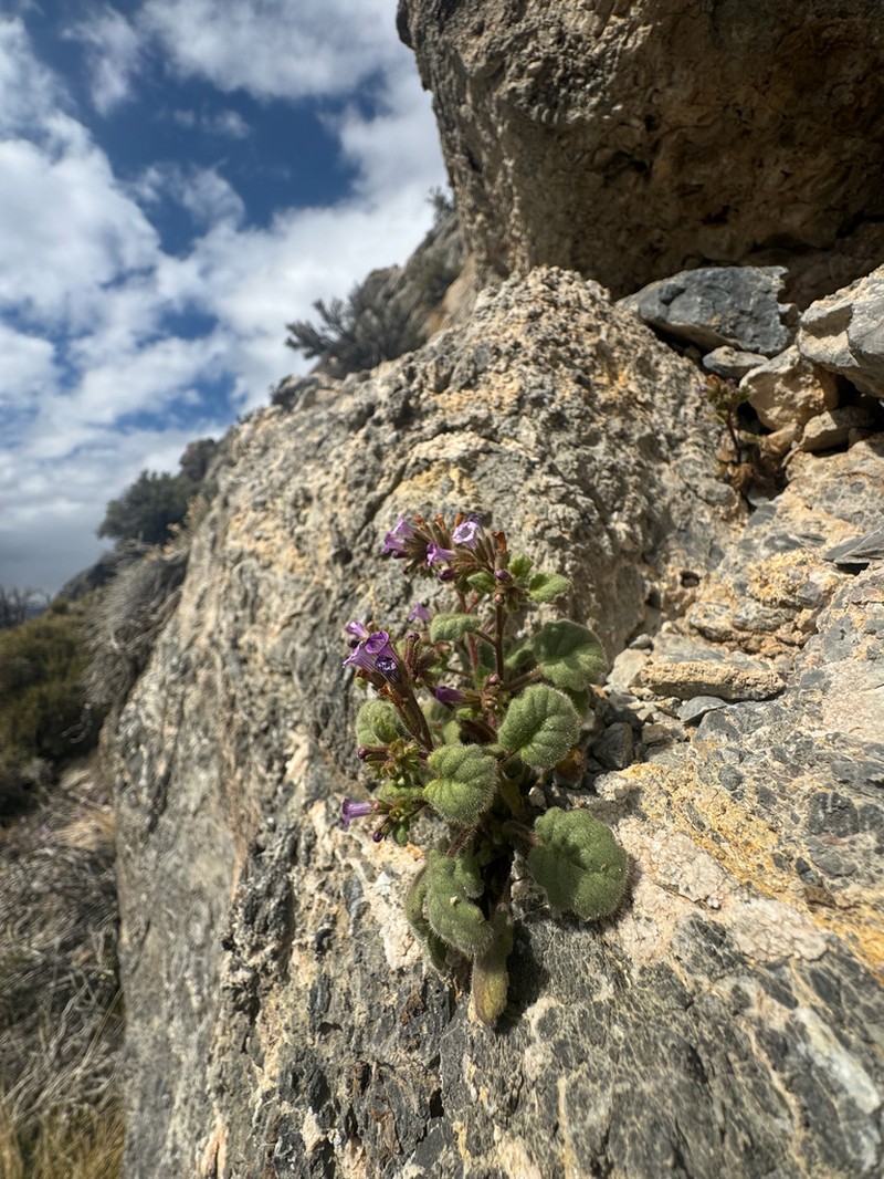 Weasel Phacelia photo 5