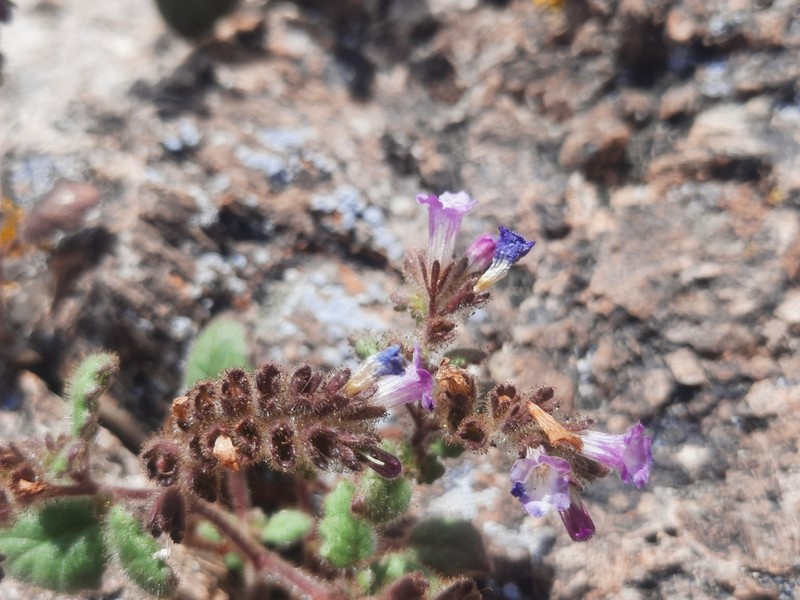 Weasel Phacelia photo 6