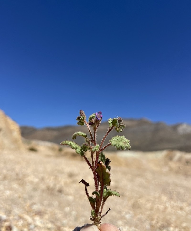 Weasel Phacelia photo 8