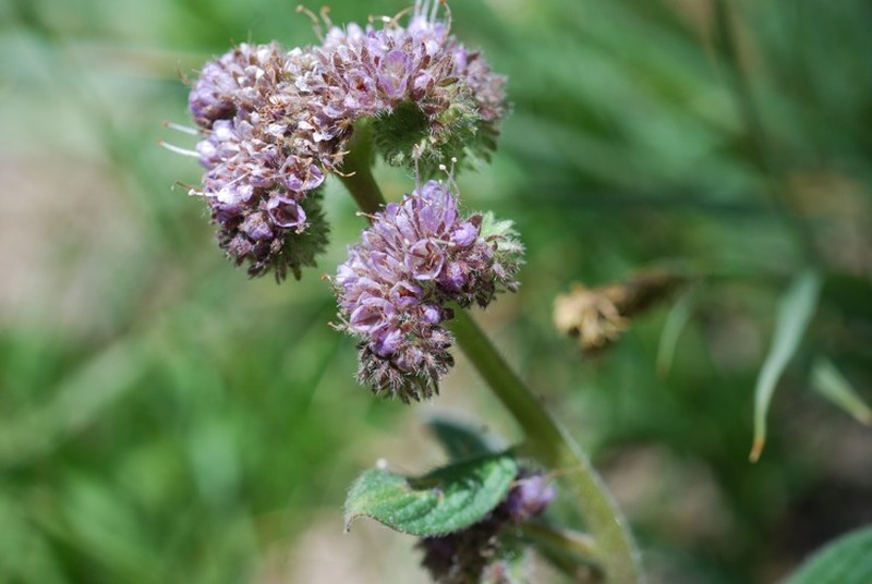 Changeable Phacelia