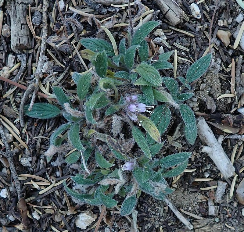 Changeable Phacelia photo 3