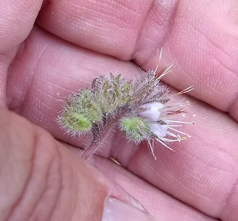 Changeable Phacelia photo 5