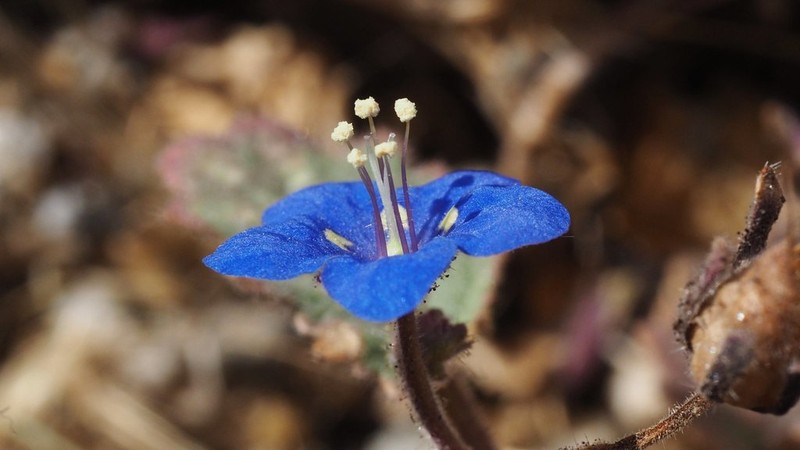 Charlotte's Phacelia photo 2