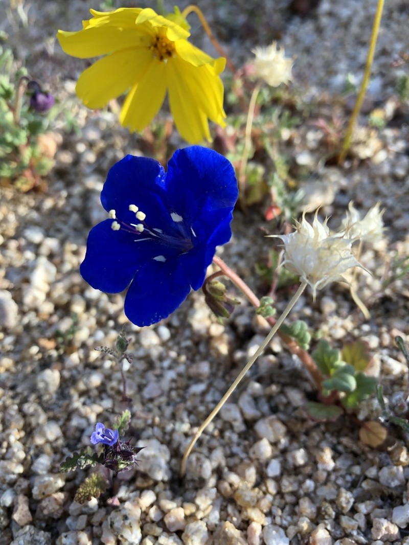 Charlotte's Phacelia photo 3