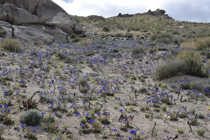 Charlotte's Phacelia photo 4